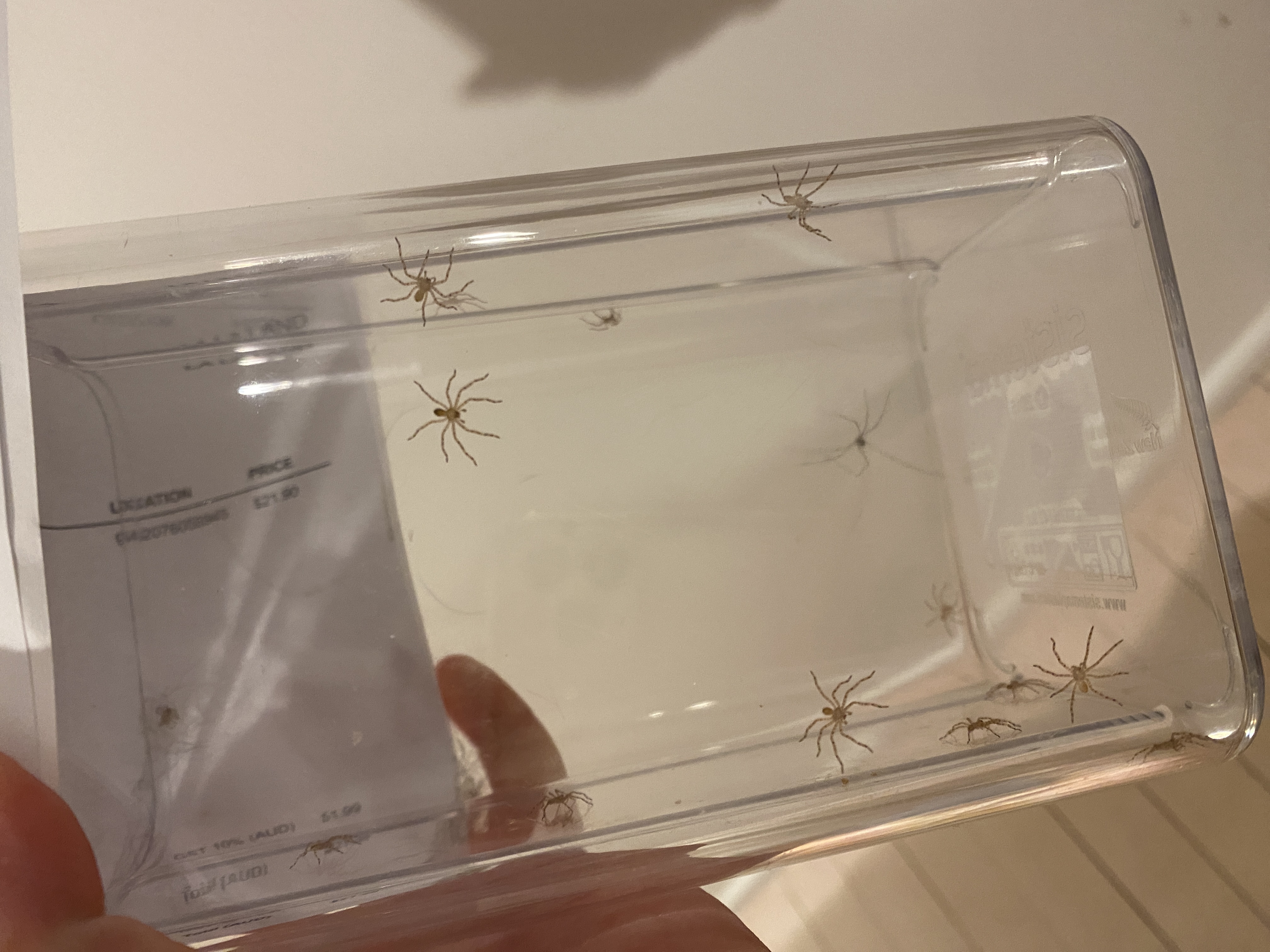 Nature Notes: Fins and Fangs  post image