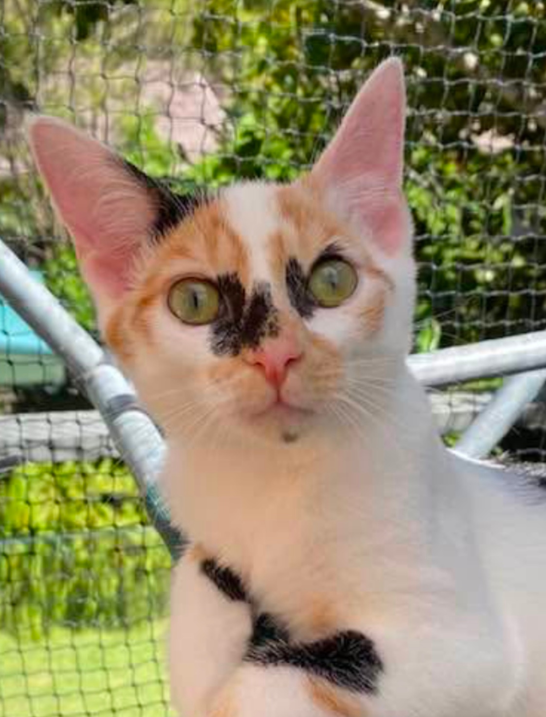 Adopt a Kitten: Rapture and her sibling need homes