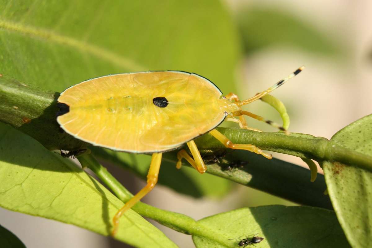 A Bronze Orange Bug in an early instar. Later instars are larger and more orange, while the fully grown bugs are black and winged. Image by MrsKirk72 from Pixabay.