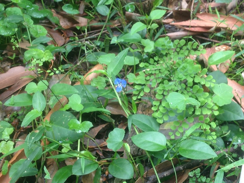 Just in a small area like this in wet sclerophyll forest, 10cm by 15m or so,, there are half a dozen different species growing together, including ferns, climbers and ground covers. Image by Emma Rooksby. 