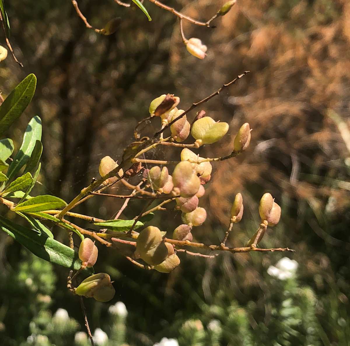 Fruit of Blackthorn (Bursaria spinosa). Image by Emma Rooksby.
