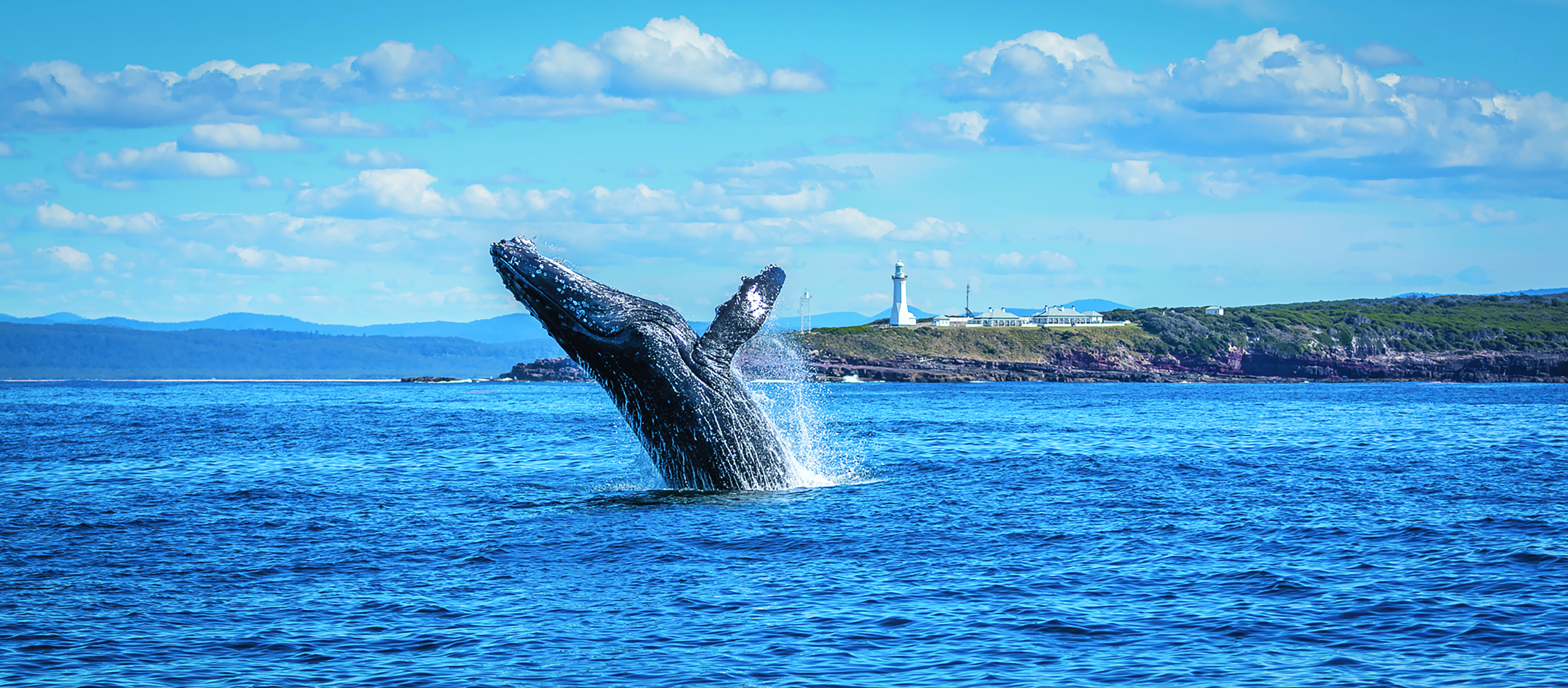 Top 5 parks for whale watching  post image