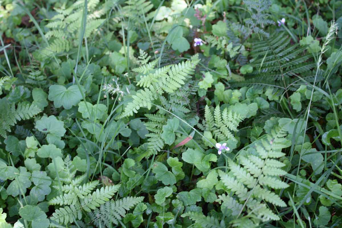 Up at Saddleback Mountain, the native vegetation alongside the maintained walking tracks is incredibly biodiverse, with grasses, groundcovers, and ferns sharing the space. This image includes Native Violet (Viola hederacea), Harsh Ground Fern (Hypolepis muelleri), Lawn Water Pennywort (Hydrocotyle peduncularis), Wallaby Grass (Rytidosperma sp.) and Gotu Kola (Centella asiatica). Image by Emma Rooksby.