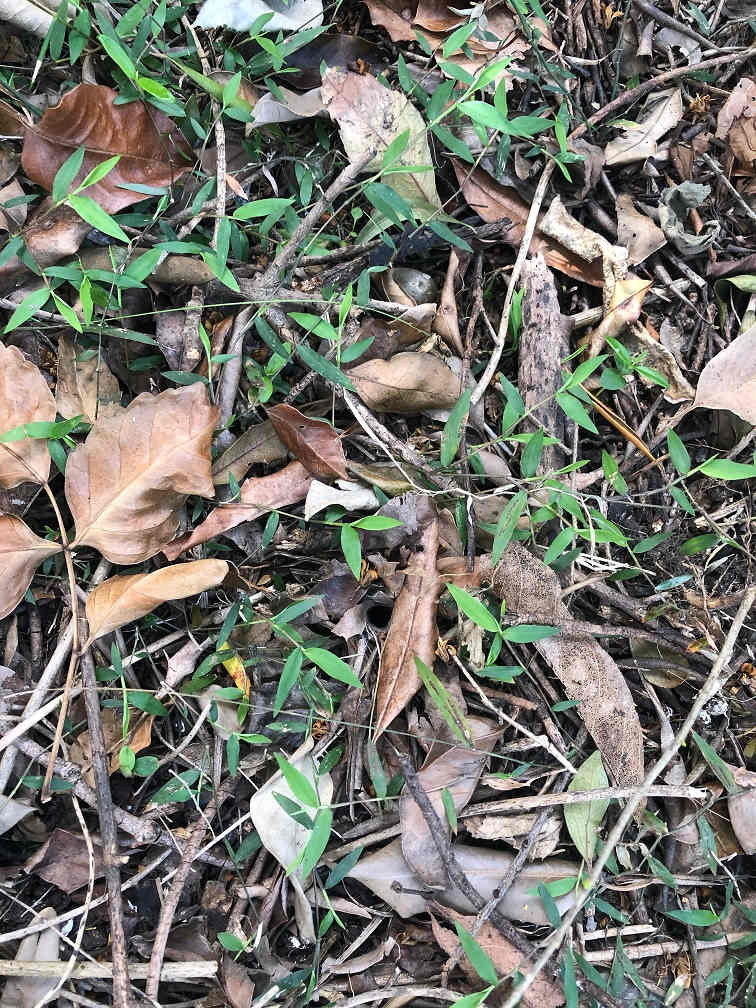 This little patch of Basket Grass (Oplismenus hirtellus) is growing at Green Connect Landcare in Warrawong, and helping stabilise a creek dominated by rainforest trees. Image: Emma Rooksby. 