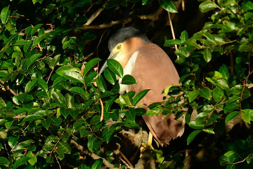 A Nankeen Night Heron (Nycticorax caledonicus) in a Cheese Tree (Glochidion ferdinandi). Image by Anthony Wardle.