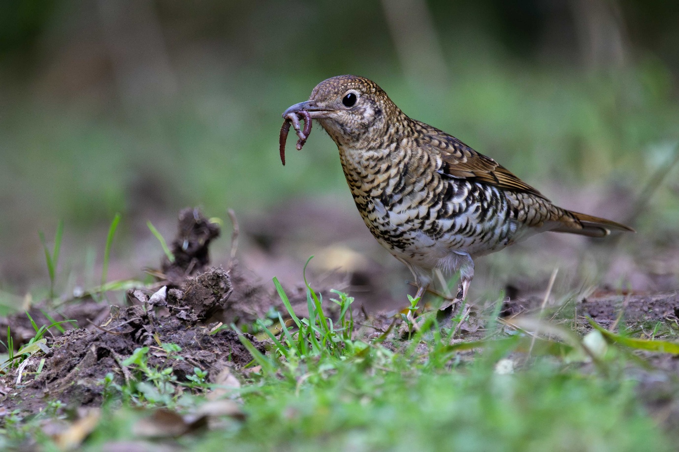 Spring's Bird of the Month: Bassian Thrush  post image