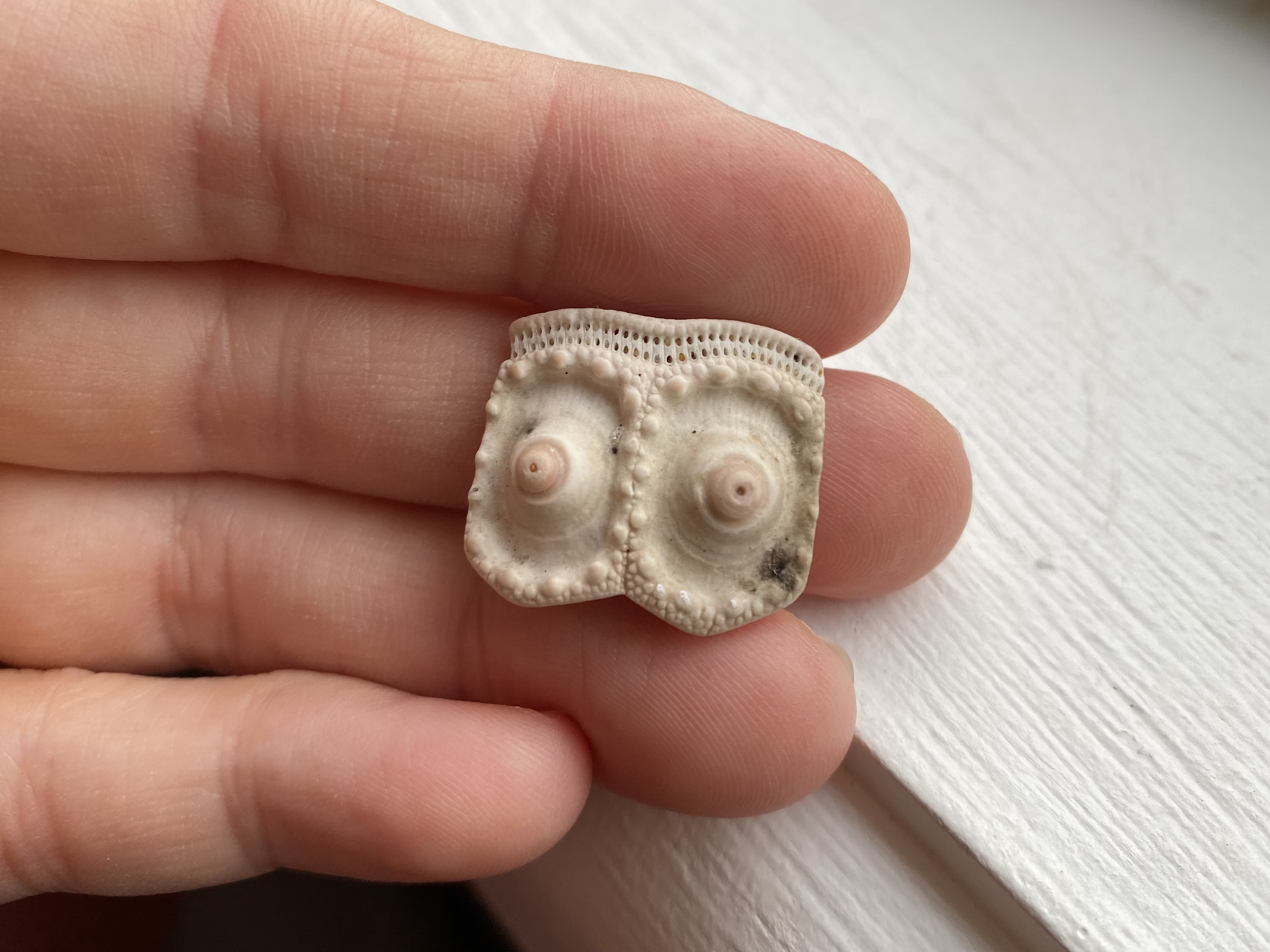 Boobie shells: remnants of a spiny life