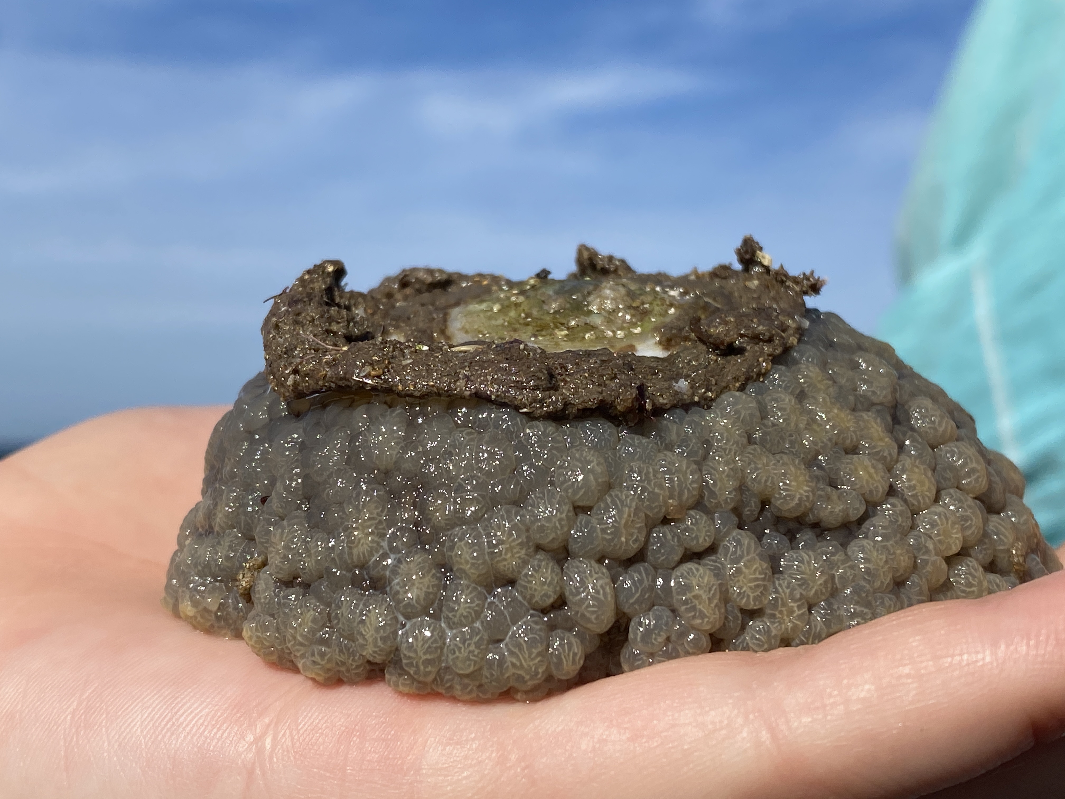 Welcome to 'What on Earth?!' Wednesday  post image