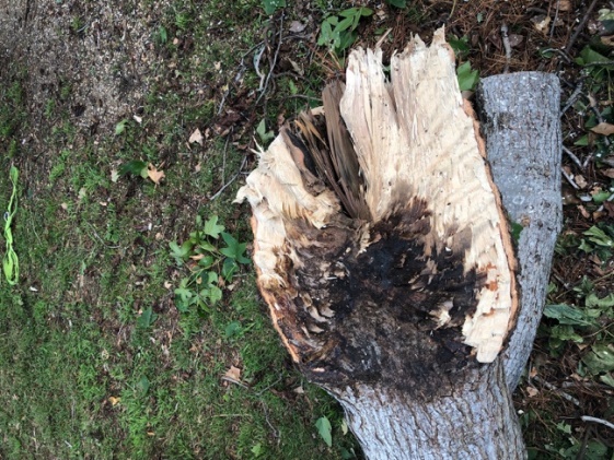 The case of the fallen Liquid Amber tree  post image