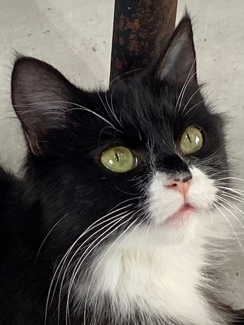 Adopt a cat: Raeleen needs a home