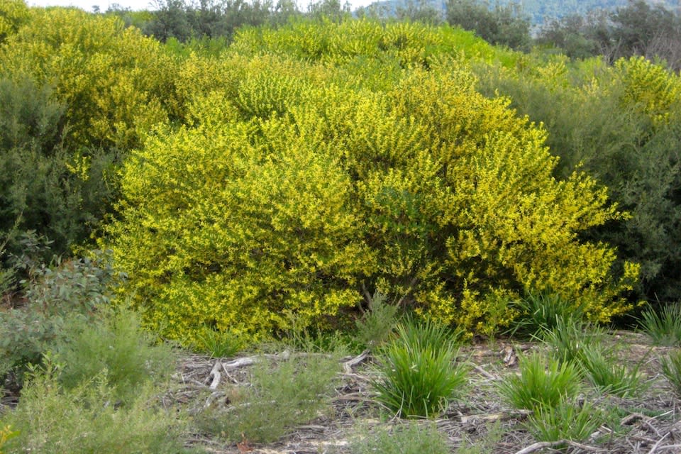 In full flower, Coastal Wattle is more yellow than green, more flower than leaf, and can be absolutely buzzing with interested pollinators and the small birds that like to eat them. Image by Leon Fuller.