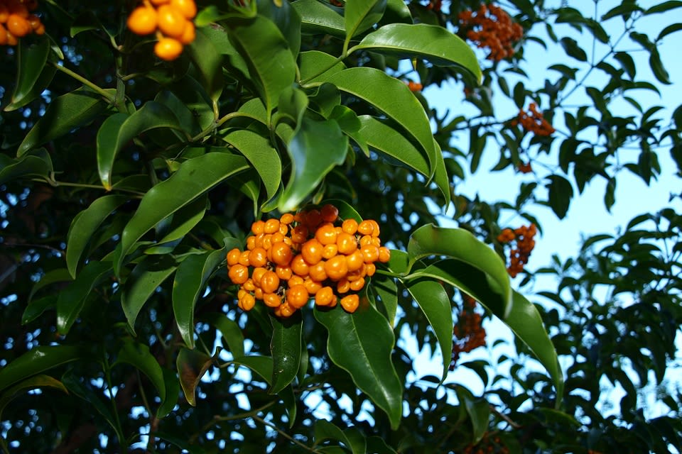 A picture of the bird-attracting orange fruit of the Bonewood (Alphitonia excelsa), before the fruit splits open to reveal the seeds. Image by Byron Cawthorne-McGregor.