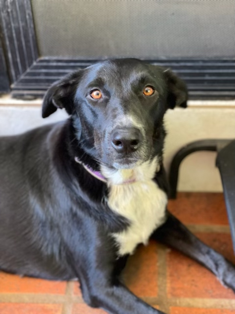 Adopt a dog: Yana needs a home!