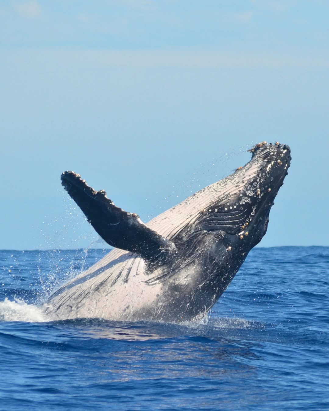 In a Wollongong first, new cruise operator promises a whale of a time