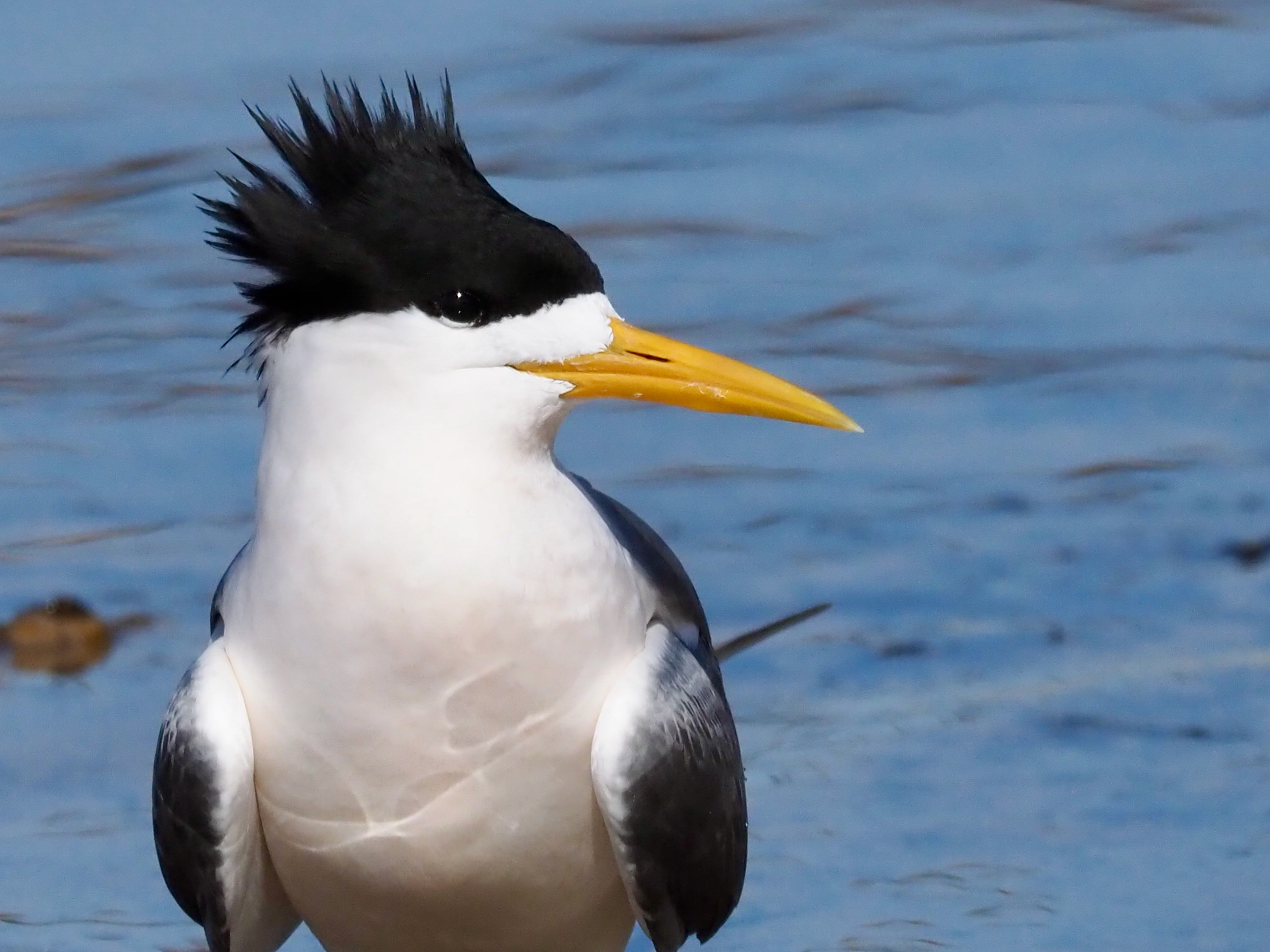 Who wants to be in my club?  post image