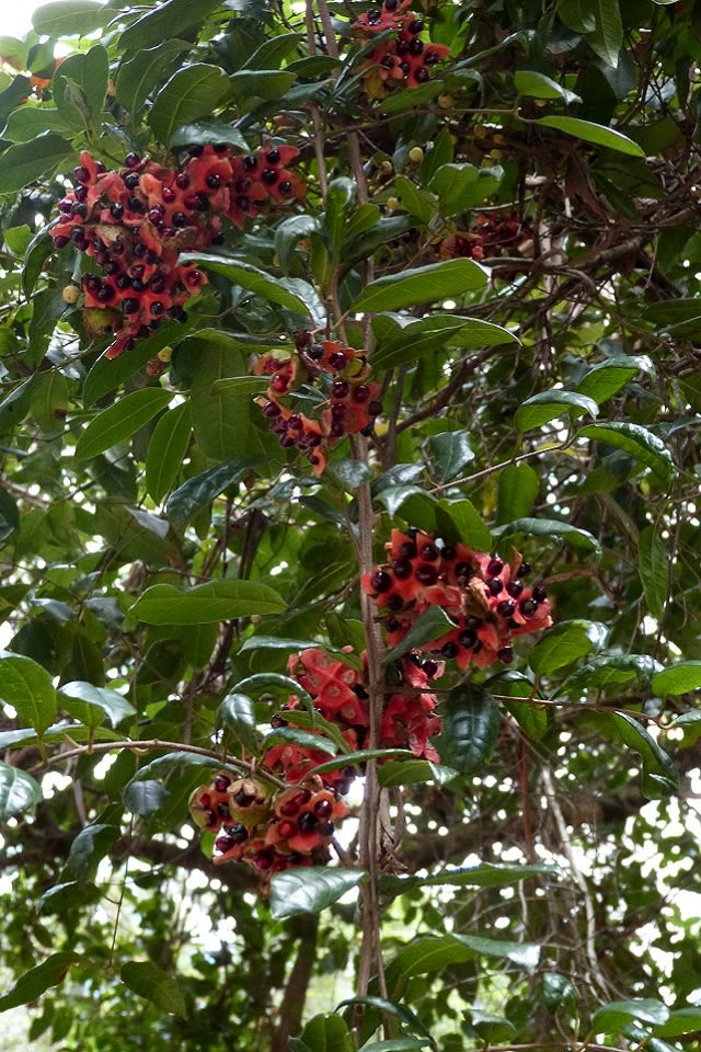 The cheerful colourful fruit of Anchor Vine appearing in large numbers. The fleshy capsule and shiny black fruit are clearly visible in this picture. Image by Barry Ralley. All rights reserved.