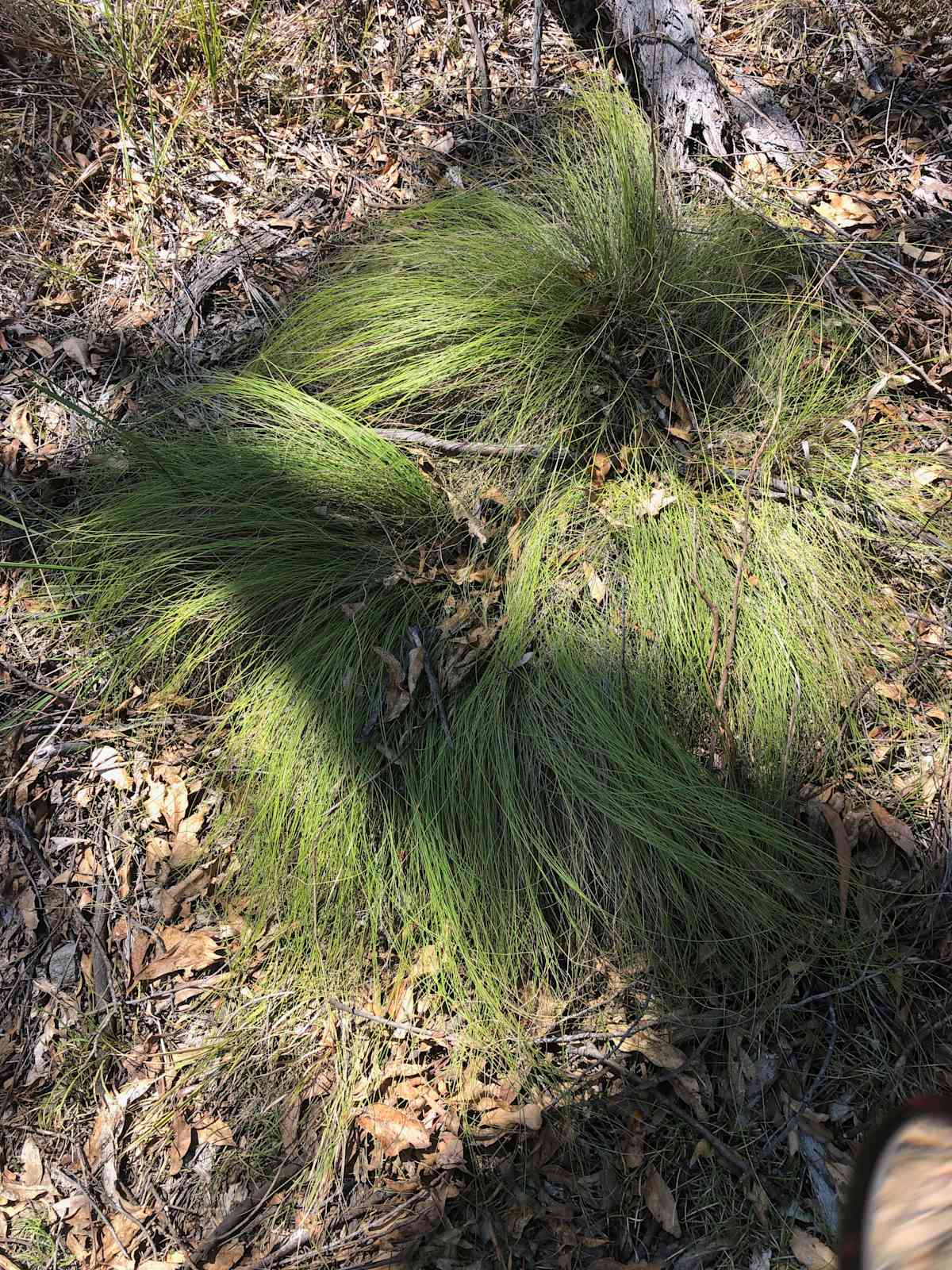 When not in flower, Red-anther Wallaby Grass is still very pretty, with its long fine grey-green foliage and weeping habit. It can form large groups in suitable conditions. Image by Emma Rooksby.