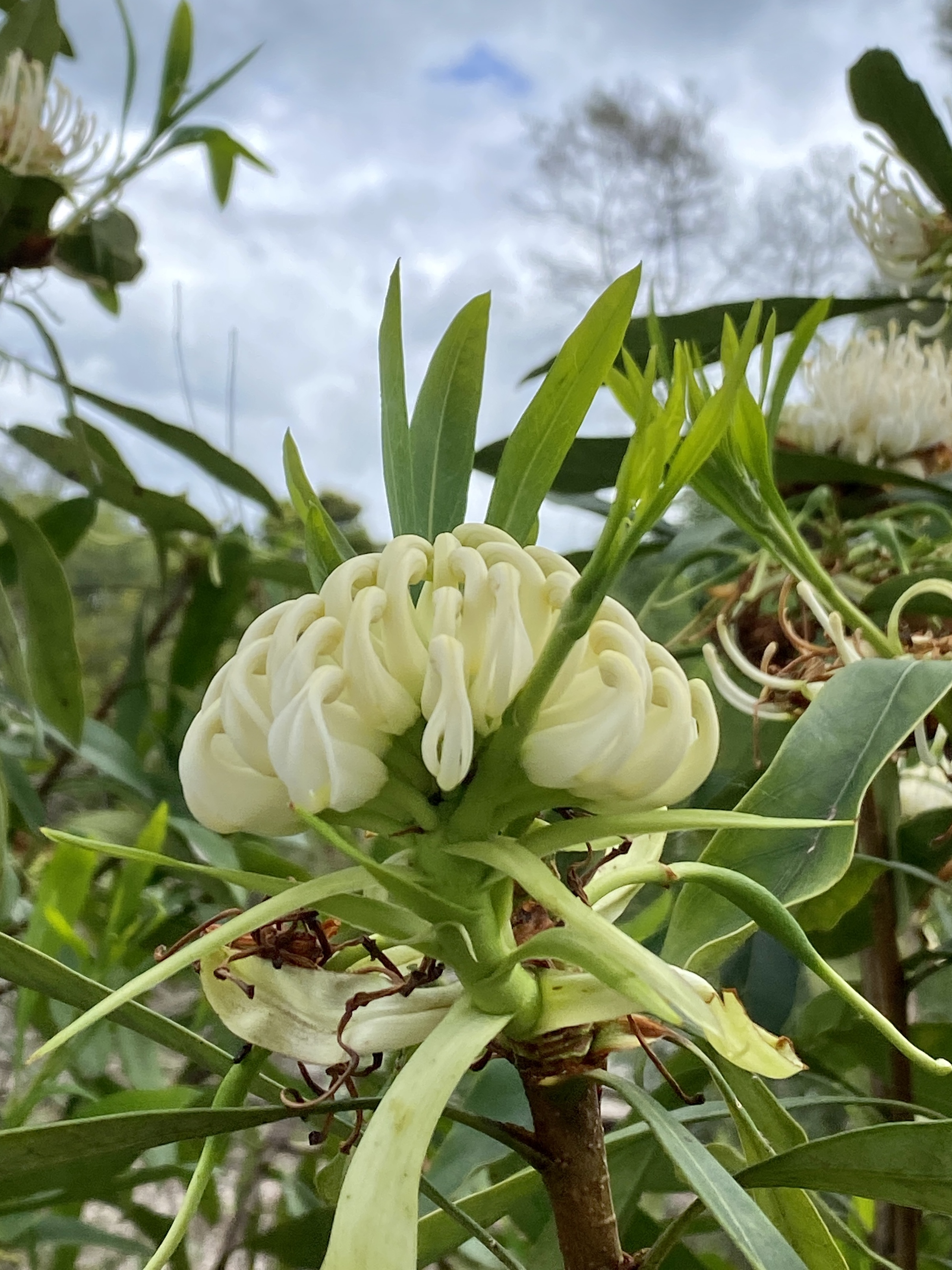 Hello, Wednesday readers