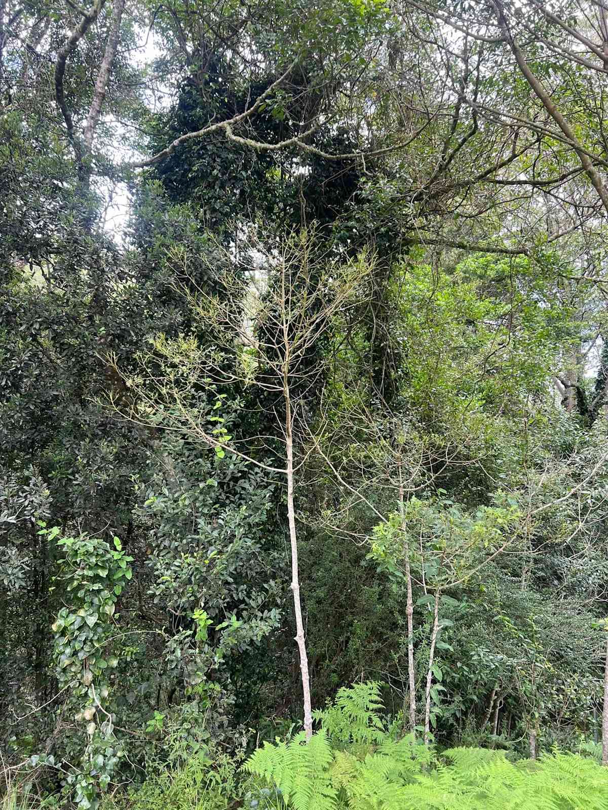 You might think that the tree in the centre of this image is deciduous and has lost its leaves for winter. But no, they've all been mechanically removed by some busy munching jaws. Image by Ruben Fitzsimmons.