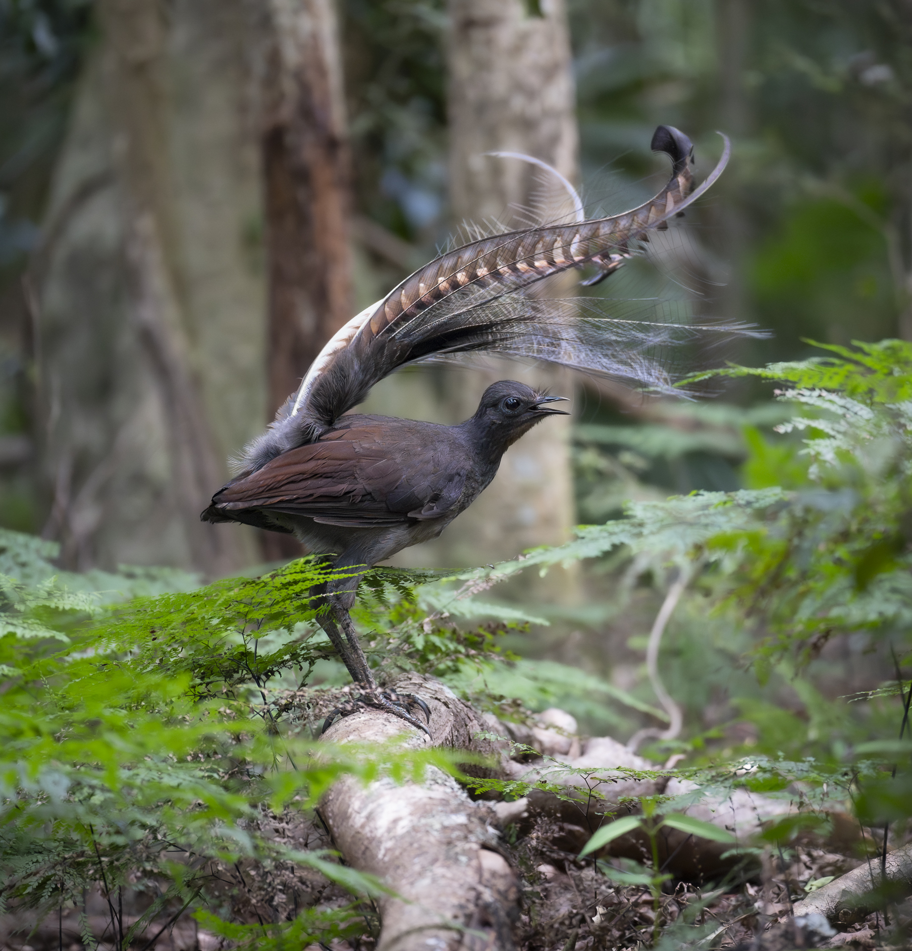 The Wiritjiribin, or Superb Lyrebird, is out and about, with males courting females in the rainforests of the escarpment. Image by Keith Horton.