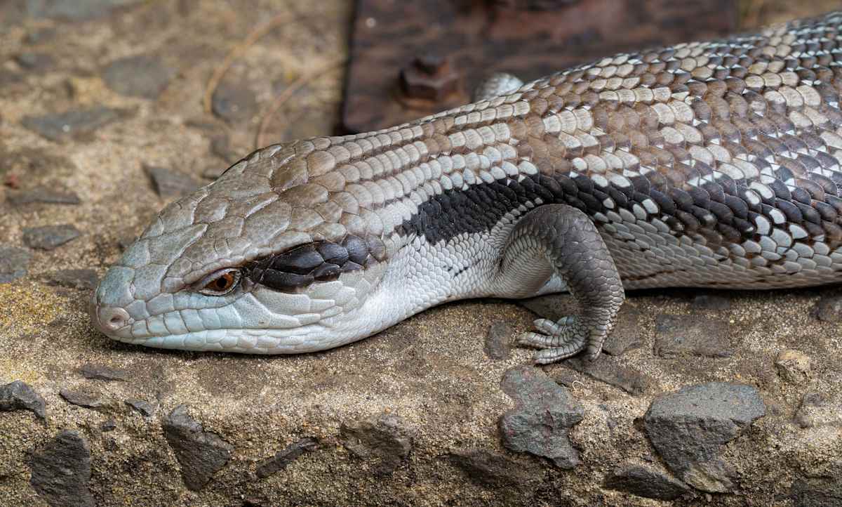 We won't be seeing lizards such as the Blue-tongue Skink for a few months yet. This Blue-tongue spent winters in an old drain pipe at our place for many years. Image by Keith Horton.