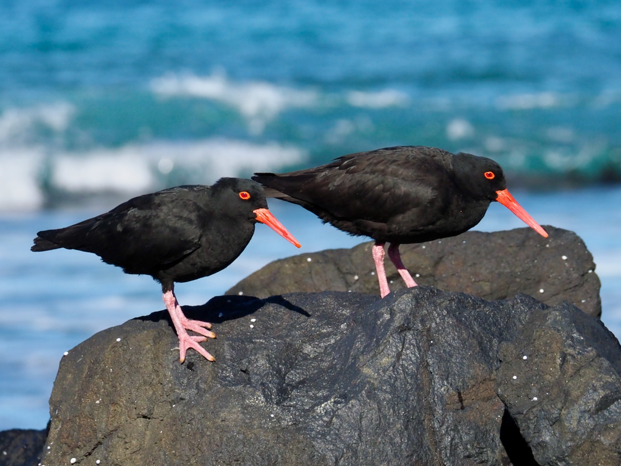 Backyard Zoology: Sooty Oystercatchers  post image
